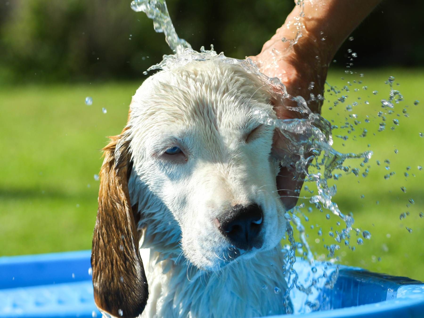 If you're boiling hot, chances are, so is your pet.