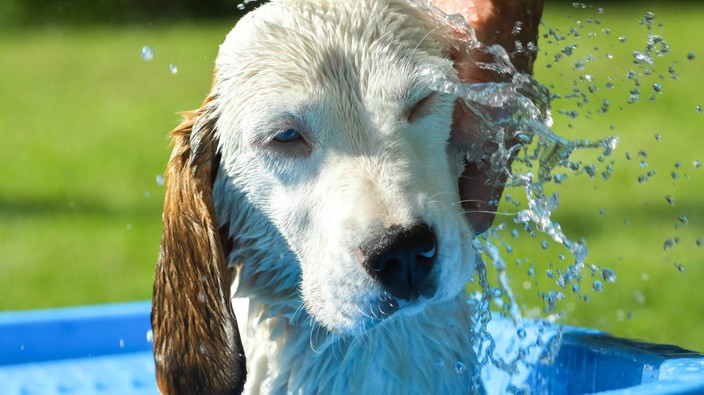 How to keep your pets safe in summer