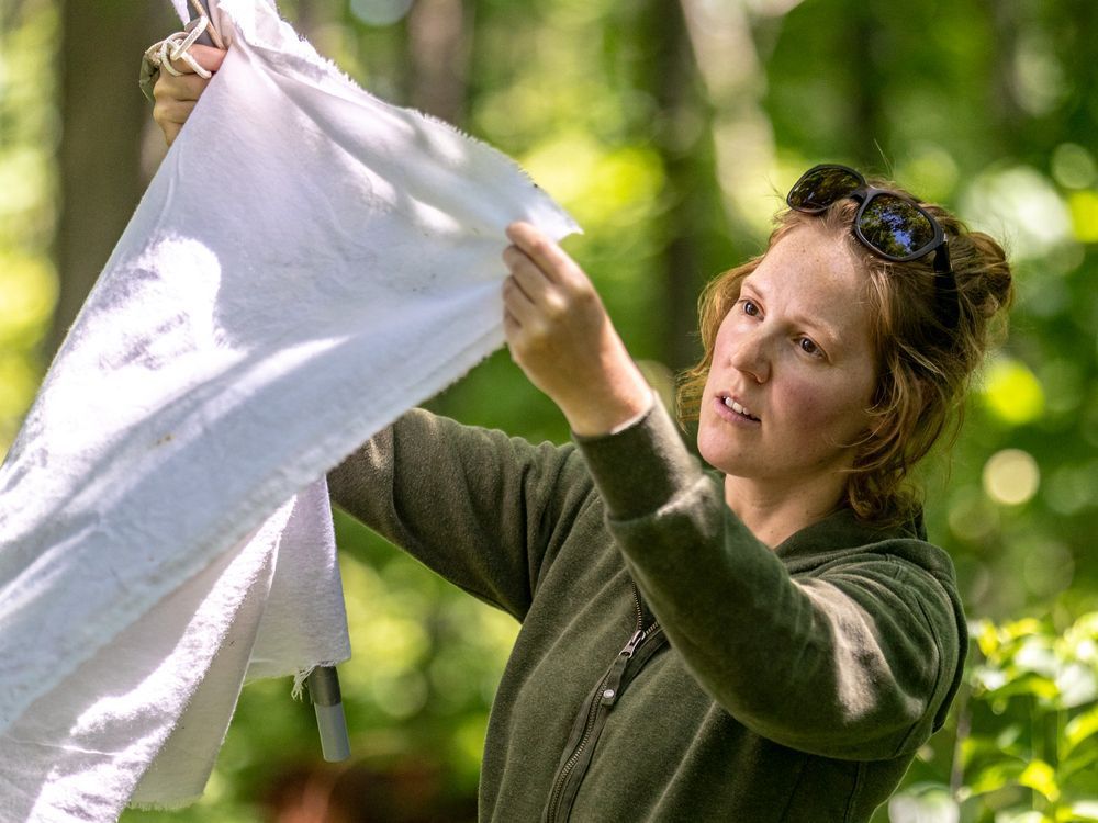 reported cases of lyme disease have been on a steady rise since ticks carrying the bacterium that causes the disease became established here back in 2008. dr. catherine bouchard, a veterinary epidemiologist with the public health agency of canada's national microbiology laboratory in st-hyacinthe, looks for ticks in the woods behind her home.