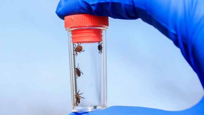 Ticks, lyme disease and the climate change link