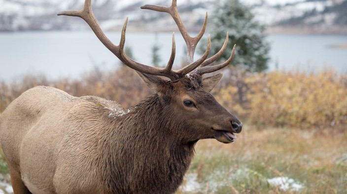Chronic Wasting Disease could pose risk to humans: study