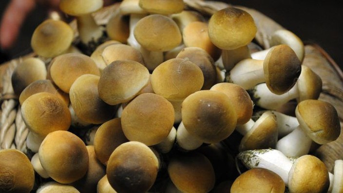 Majority of Canadians support legal access to psilocybin therapy: poll