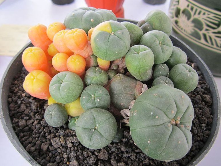Mescaline is a naturally occurring alkaloid derived from the Peyote cactus (Lophophora williamsii).
