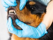 FYI There Are Braces For Dogs Healthing ca