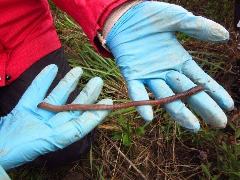 Earthworm tunnels have been known to last for up to 30 years.