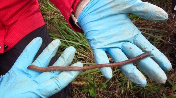 Earthworms threaten Canada's forests