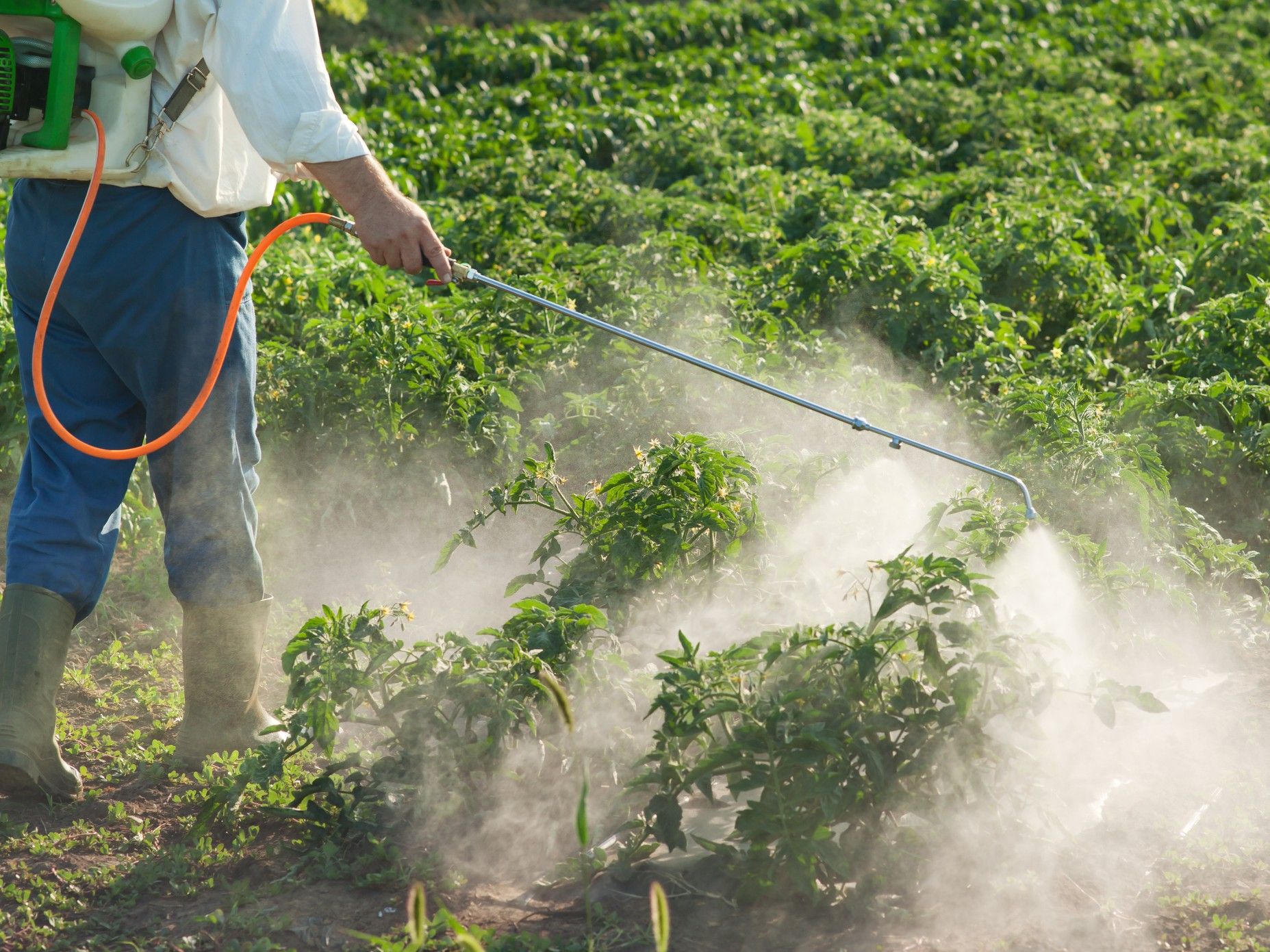 Chlorpyrifos is banned in Canada, but it's likely already on fruits and vegetables we eat here. GETTY