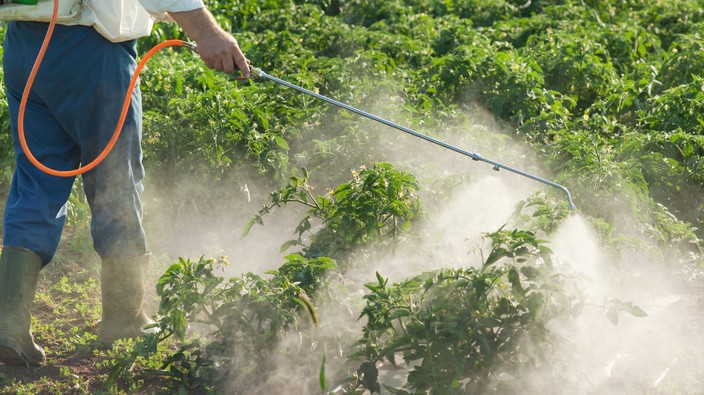 Common pesticide could be feeding obesity rates