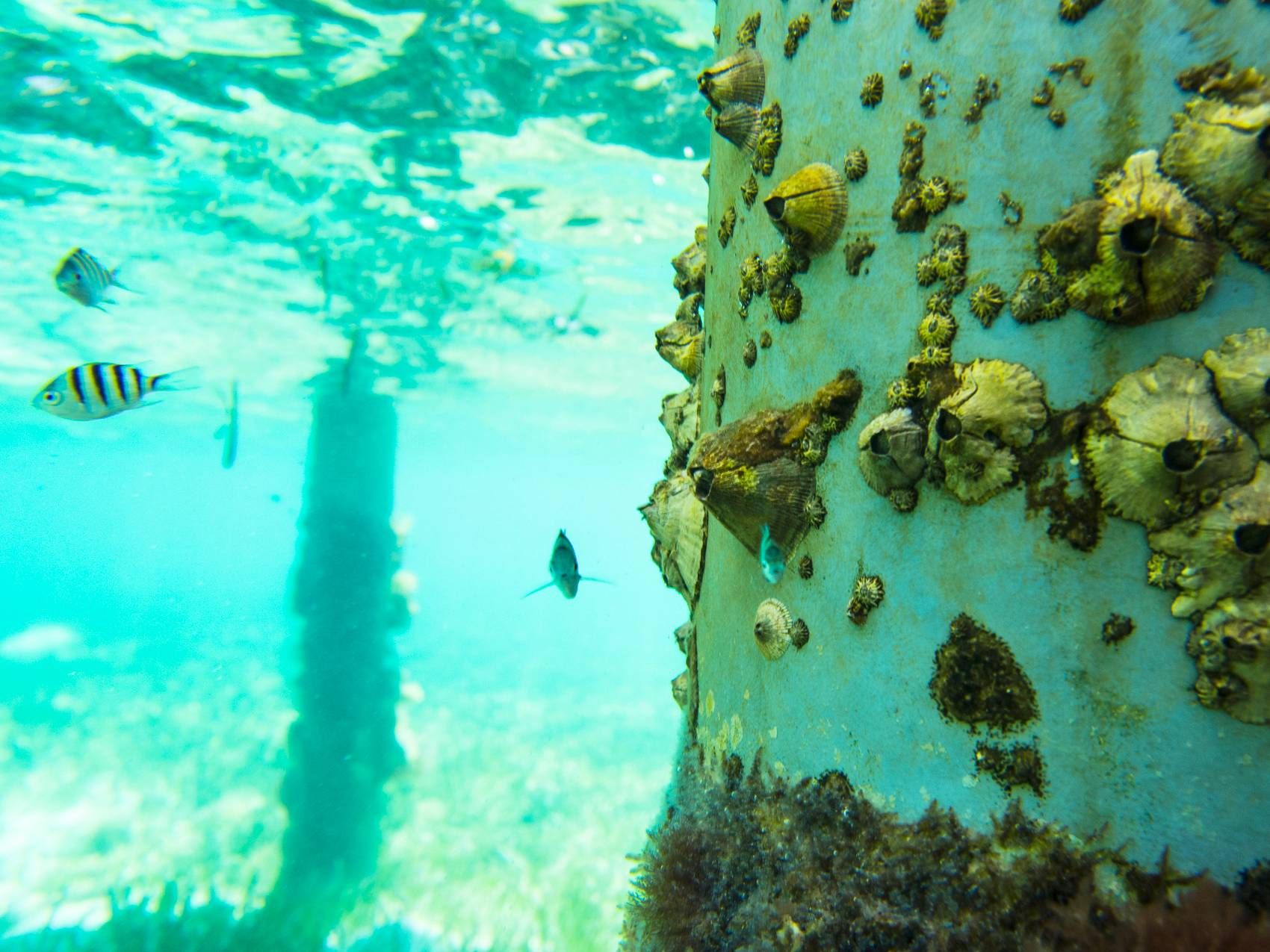 barnacles are able to seal themselves to objects in wet environments.