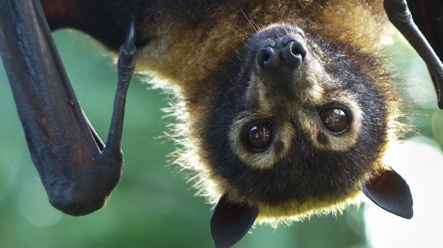 We #39 re more like bats than we might think Healthing ca We #39 re more like bats than we might think Healthing ca