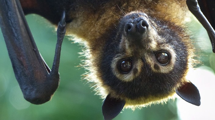 We're more like bats than we might think