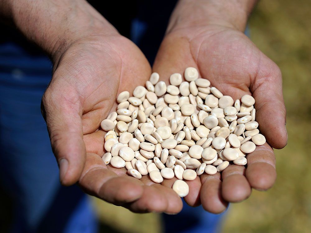 Lupins contain roughly 40 per cent protein, the highest in the legume family, says lead researcher Arineh Tahmasian.