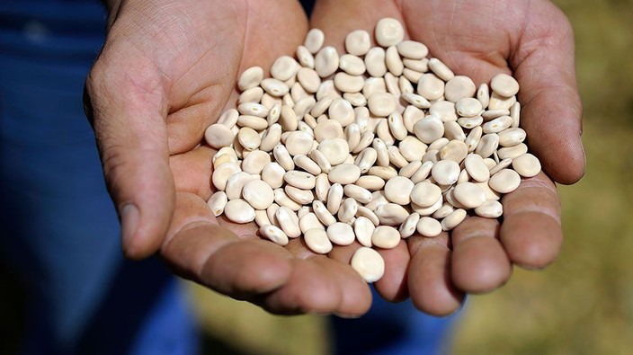 Could the unassuming lupin bean become the next superfood?