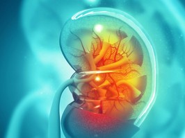 scientific view of kidney