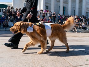 Health Canada is funding special schooling for service-dog trainers to teach the animals to help veterans with post-traumatic stress disorder. (Alex Brandon -Pool / Getty Images)