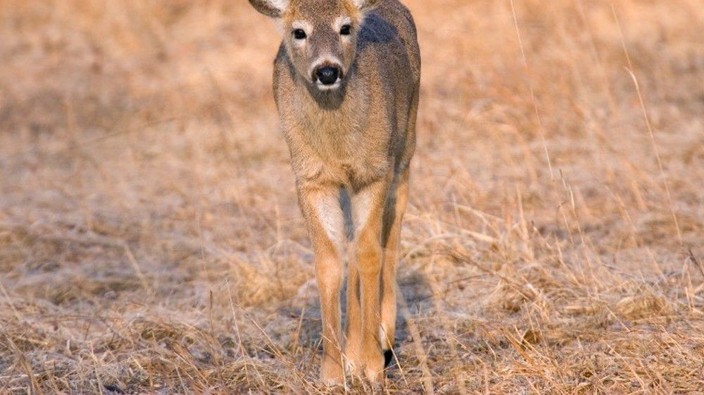 Iowa deer test positive for COVID, scientists see a new mutations