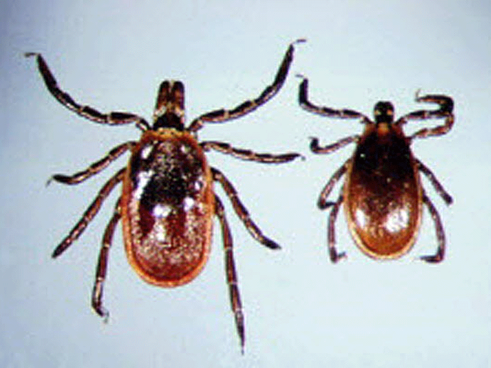 A tick will typically bite first and only inject the Lyme bacteria hours later.