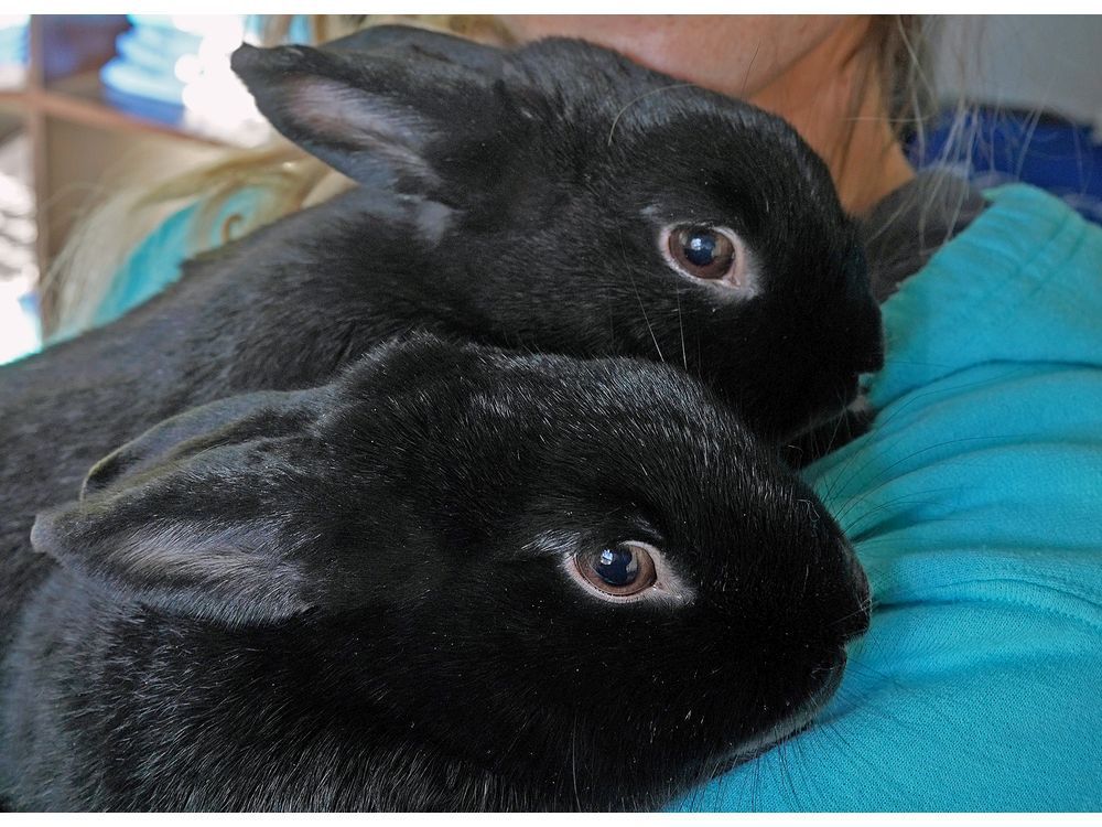 These two domestic rabbits are being fostered by Katryna Patterson, a volunteer with Infinite Woofs Animal Rescue Society, until they are adopted.