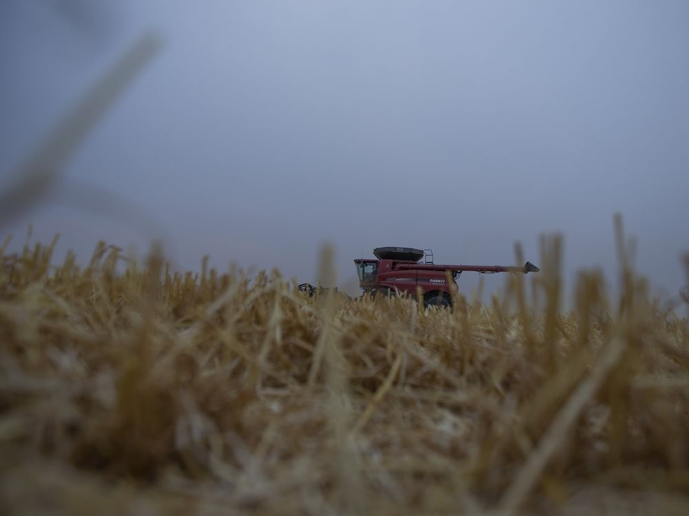Grain farmers harvest wheat during the fall season west of Saskatoon, Saturday, September, 19, 2020. Kayle Neis/Saskatoon StarPhoenix