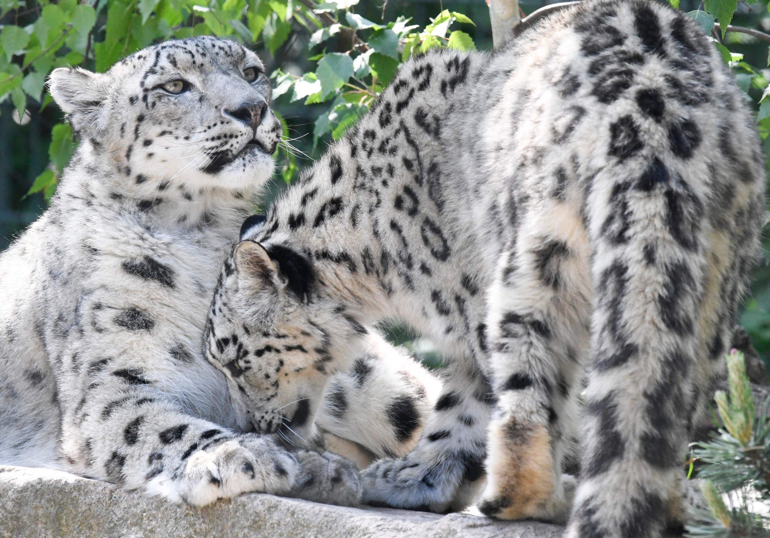 Snow leopards are seen in their enclosure at Wilhelma botanical-zoological garden in Stuttgart, ten days after its reopening on May 20, 2020 amid the new coronavirus COVID-19 pandemic. (Photo by THOMAS KIENZLE / AFP) (Photo by THOMAS KIENZLE/AFP /AFP via Getty Images)