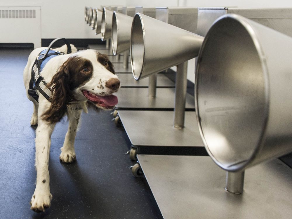 detection dog finn trains with a scent stand to detect the smell of covid-19.