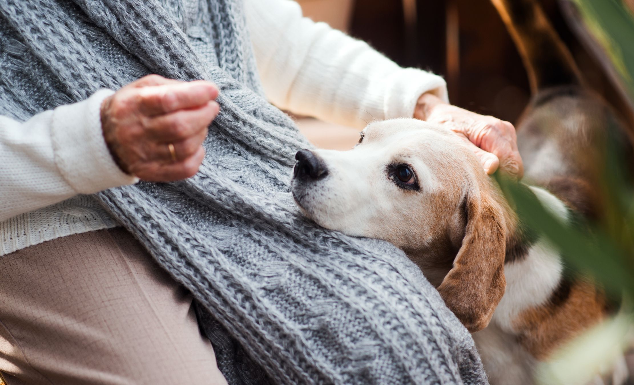 New research from the University of Michigan has found that long-time pet owners in their mid-60s had higher cognitive scores than people of the same age group without pets.