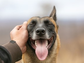 Man's hand is stroking a dog