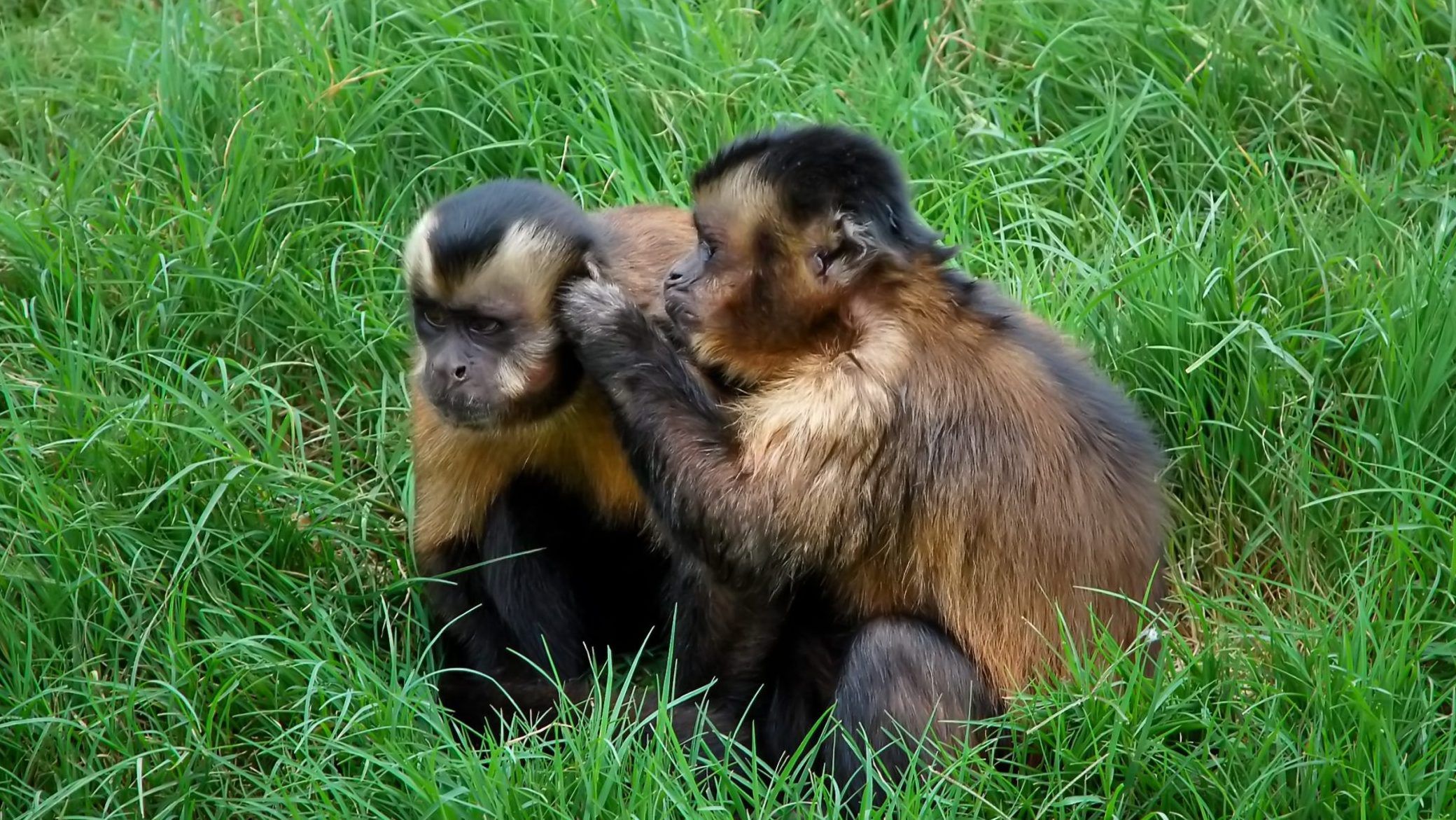 Researchers found that added stress made some monkeys act anxious and flub their tasks. GETTY