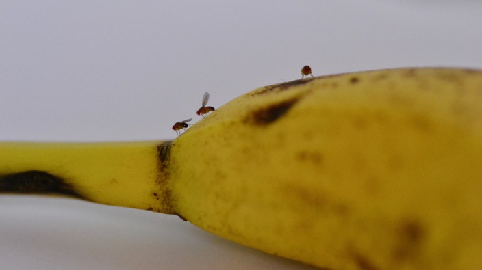 How can fruit flies help us to understand autism better?