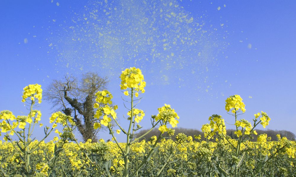 Climate change can lead to a longer pollen season. GETTY
