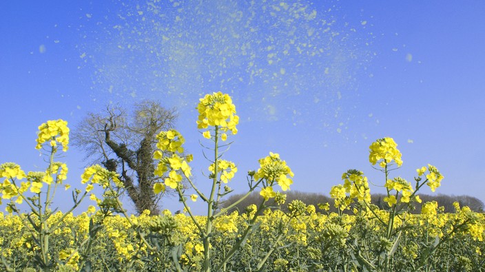 Bad news allergy-sufferers, pollen season could start earlier