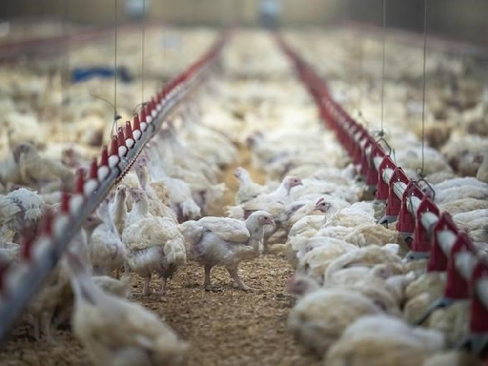 chickens are seen at a chicken farm that was flooded but now getting back up and running in abbotsford, b.c., friday, dec. 10, 2021. poultry farmers in british columbia are under pressure to protect their flocks as a highly contagious strain of avian flu sweeps over north america.