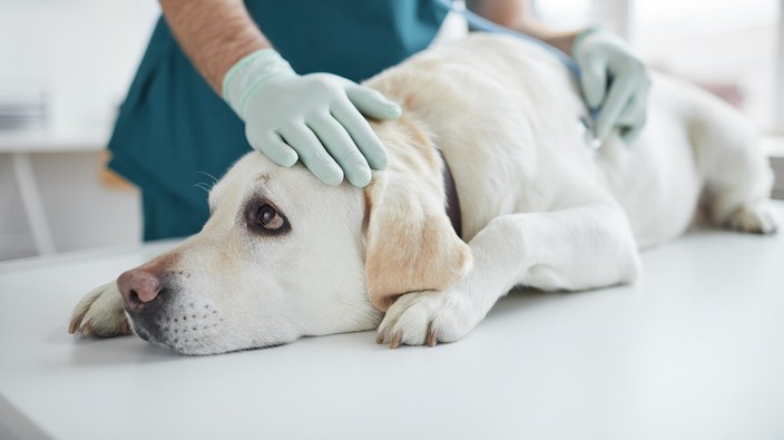 Treating pets for cancer can revolutionize care for humans