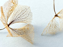 Macro of hortensia skeleton flowers