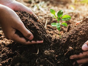 hands in dirt planting small tree in garden.