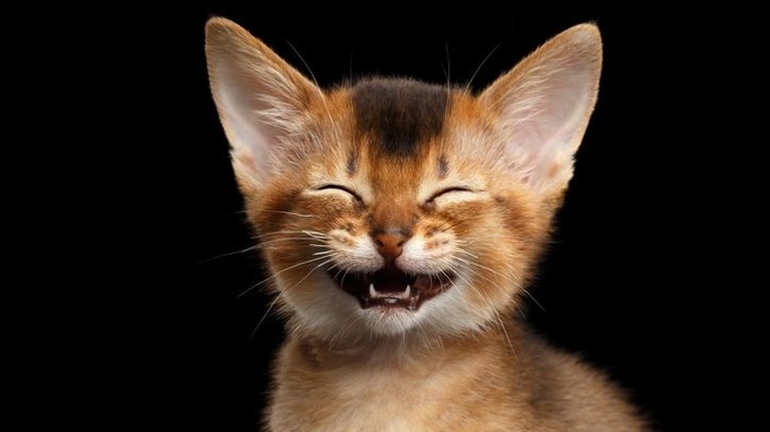 The surprising science behind happy cats