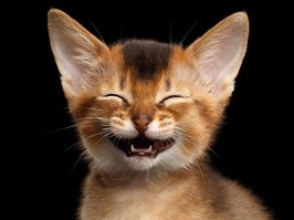 smiling cat