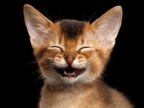 smiling cat