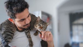 gray tabby cat lays on the neck of a young man. close up