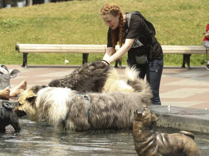 This file photo shows dogs trying to beat the heat at the Berczy Park dog fountain on July 2, 2018. The temperature that day was 33C.