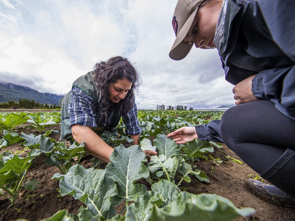 renee prasad associate professor of agriculture at university of fraser valley and rachel barth checking for soil contamination.