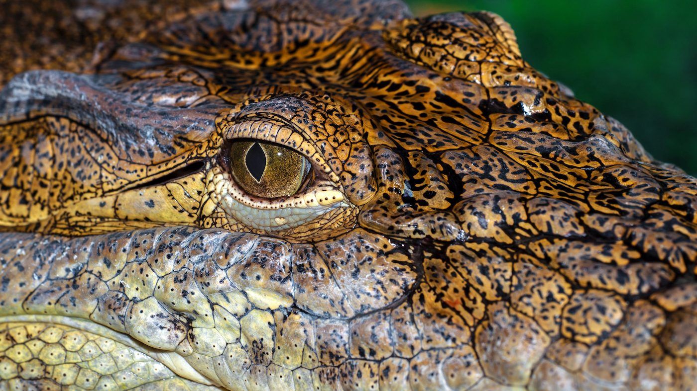 The threat to reptiles was previously unknown because they've been excluded from many other extinction studies. GETTY