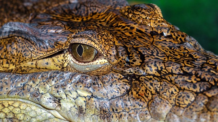 One in five reptiles is threatened with extinction