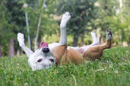 Ten to 20 per cent of dogs have some kind of seasonal allergy. GETTY