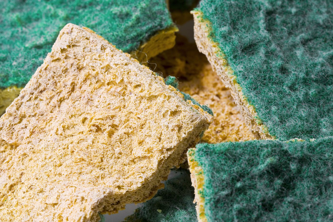 Why Sponges Harbor So Much Bacteria