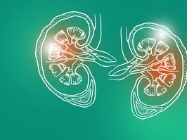 Handrawn illustration of human Kidneys on green background.