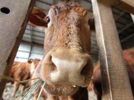 060622-livestock_antibiotics