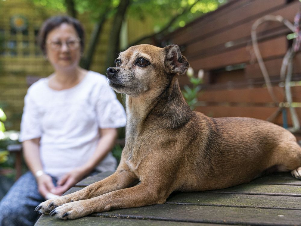 cali sits on a table in the backyard with owner joyce gee as they both recover from an unprovoked raccoon attack a block away from their east vancouver home.