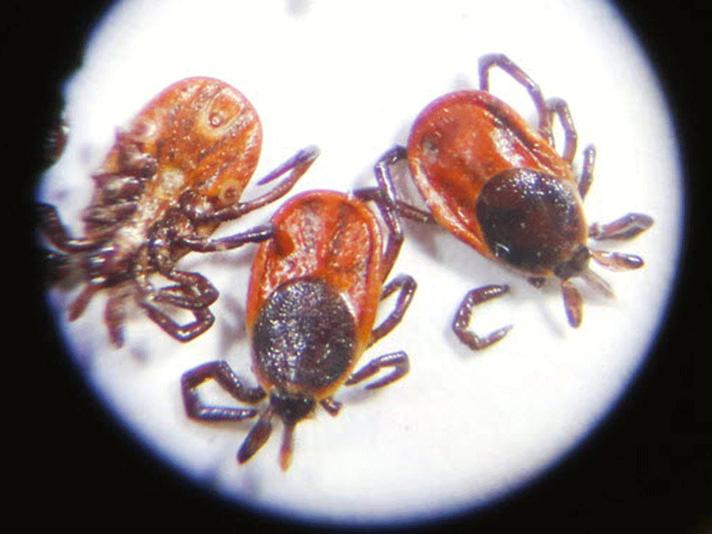 dead black-legged ticks, viewed through the eyepiece of a microscope. the bugs can carry lyme disease and other illnesses.