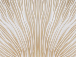 background macro image of Sajor-caju Mushroom